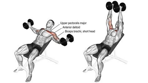 How to Master the Dumbbell Chest Fly